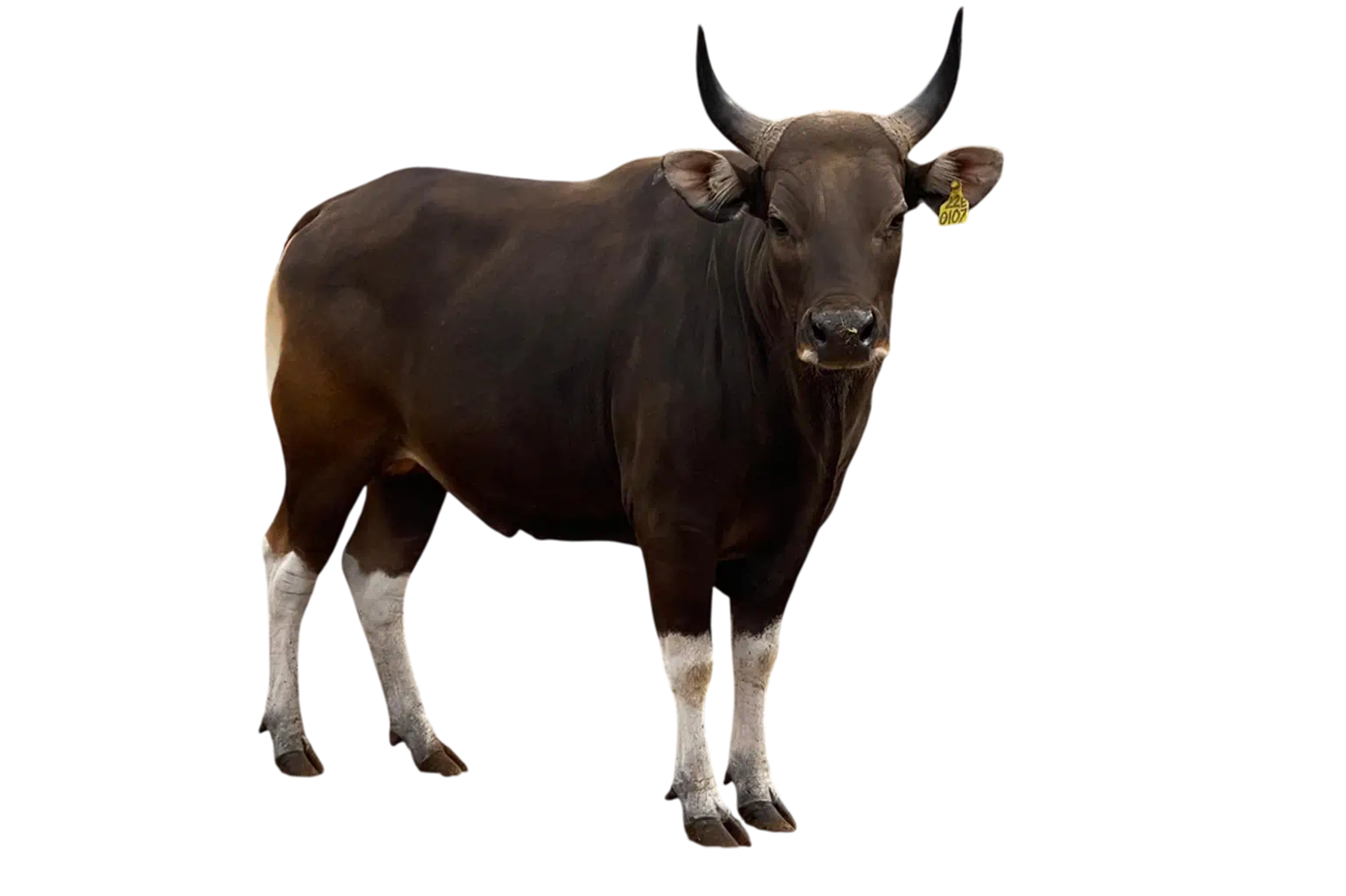 Sapi Bali Bibit